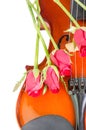 Violin and red roses Royalty Free Stock Photo
