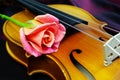 Violin and rose. closeup. Copy spaces. Royalty Free Stock Photo