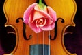 Violin and rose. Closeup Royalty Free Stock Photo