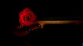 Violin and rose, Violin orchestra musical instruments Royalty Free Stock Photo