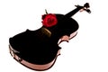 Violin and rose, Violin orchestra musical instruments Royalty Free Stock Photo