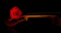 Violin and rose, Violin orchestra musical instruments Royalty Free Stock Photo