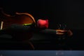 Violin and rose, Violin orchestra musical instruments Royalty Free Stock Photo