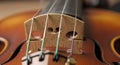 Violin Strings and Bridge Closeup Royalty Free Stock Photo