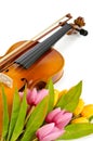 Violin and tulip flowers Royalty Free Stock Photo