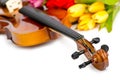 Violin and tulip flowers Royalty Free Stock Photo