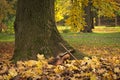 Violin under the tree Royalty Free Stock Photo