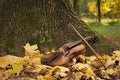 Violin under the tree Royalty Free Stock Photo