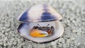 shy violinist crab with a big orange claw hiding in a shell on the sand. The crustacean has two telescopic eyes and a giant claw Royalty Free Stock Photo