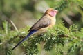 Violrteared Waxbill female Uraeginthus granatinus