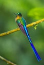 Violt Tailed Sylph