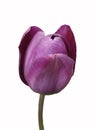 Violte tulip flower bud on a white background Royalty Free Stock Photo