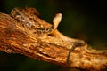 Viper, Atropoides picadoi, PicadoÃÂ´s Pitviper danger poison snake in the nature habitat, TapantÃÂ­ NP, Costa Rica. Venomous green
