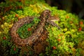 Viper, Atropoides picadoi, PicadoÃÂ´s Pitviper danger poison snake in the nature habitat, TapantÃÂ­ NP, Costa Rica. Venomous green
