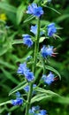 Viper Bugloss showy biennial weed in summer garden Royalty Free Stock Photo
