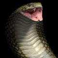 Viper cobra snake