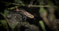 Viper crawls in the woods, ready to hit, sniffs the air, goes hunting, comune, looking for food and crawling under the heather Royalty Free Stock Photo