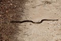 Viper crossing a dirt road, close-up. Danger