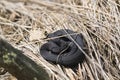 The viper curled up on a haystack. A venomous snake basks in the sun on a spring day. Royalty Free Stock Photo