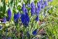 Viper onion, or Mouse hyacinth, or Muscari decorative blue flower. Spring flowering of decorative landscape lawn plants. Natural Royalty Free Stock Photo