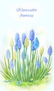 Viper onion, mouse hyacinth or muscari. Watercolor illustration.