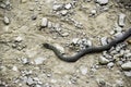 Viper is ordinary. Snake on the road. The snake crawls along the ground with rocks. Royalty Free Stock Photo