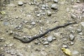 Viper is ordinary. Snake on the road. The snake crawls along the ground with rocks. Royalty Free Stock Photo