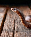 Viper posed alertly on wooden surface during natural light setting Royalty Free Stock Photo