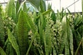 Viper`s bowstring hemp, flowering plant for decoration