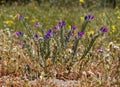 ViperÃ¢â¬â¢s-bugloss Royalty Free Stock Photo