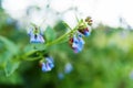 Viper`s bugloss or blueweed in blossom Royalty Free Stock Photo