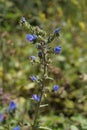 Viper's bugloss or Blueweed (Echium vulgare) Royalty Free Stock Photo