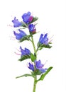 Viper's Bugloss (Echium vulgare) Royalty Free Stock Photo