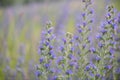 Viper`s bugloss, Echium vulgare, field of flower spikes