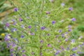 The viper\'s bugloss (Echium vulgare) plant Royalty Free Stock Photo