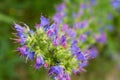 The viper\'s bugloss (Echium vulgare) plant Royalty Free Stock Photo