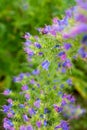 The viper\'s bugloss (Echium vulgare) plant Royalty Free Stock Photo