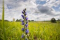 Viper\'s bugloss flower on field - Czechia, Europe Royalty Free Stock Photo