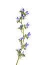 Viper`s Bugloss flowers