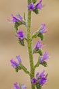 Viper's bugloss flowers Royalty Free Stock Photo