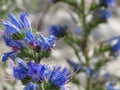 ViperÃÂ´s bugloss Royalty Free Stock Photo