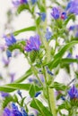 Viper's bugloss plant (Echium vulgare)