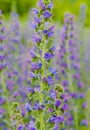 Viper's bugloss plant (Echium vulgare)