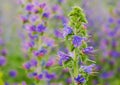 Viper's bugloss plant (Echium vulgare)