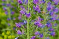 Viper's bugloss plant (Echium vulgare)