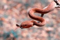 Viper snake, closeup, head, reptile Royalty Free Stock Photo