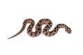 Viper snake Royalty Free Stock Photo