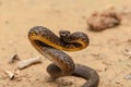 The viper snake is danger in the forest Royalty Free Stock Photo