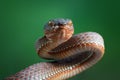 Viper snake, mangrove viper snake, snake, closeup Royalty Free Stock Photo