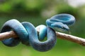 Viper snake on ready to attack